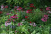 primula japonica